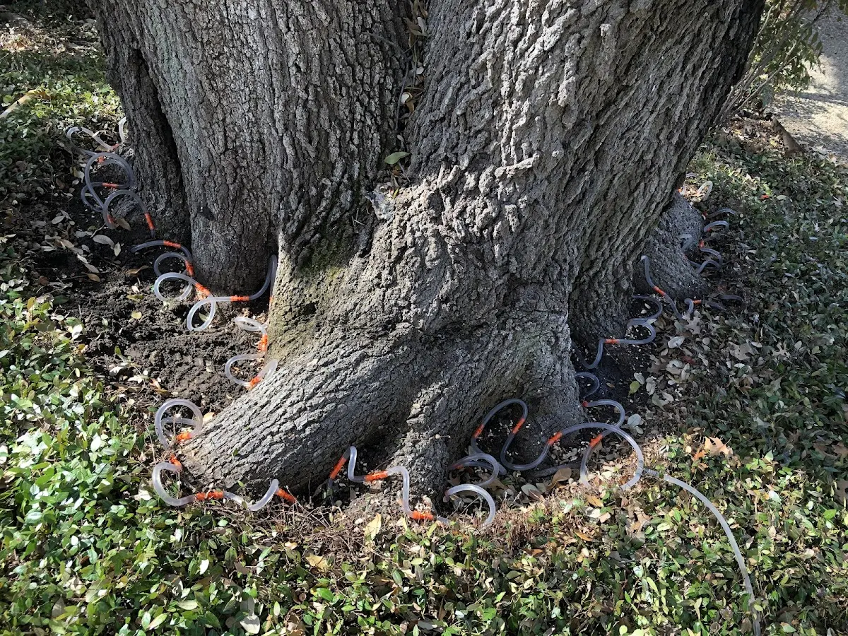 Detailed Tree Cabling and Bracing job site in Meansville