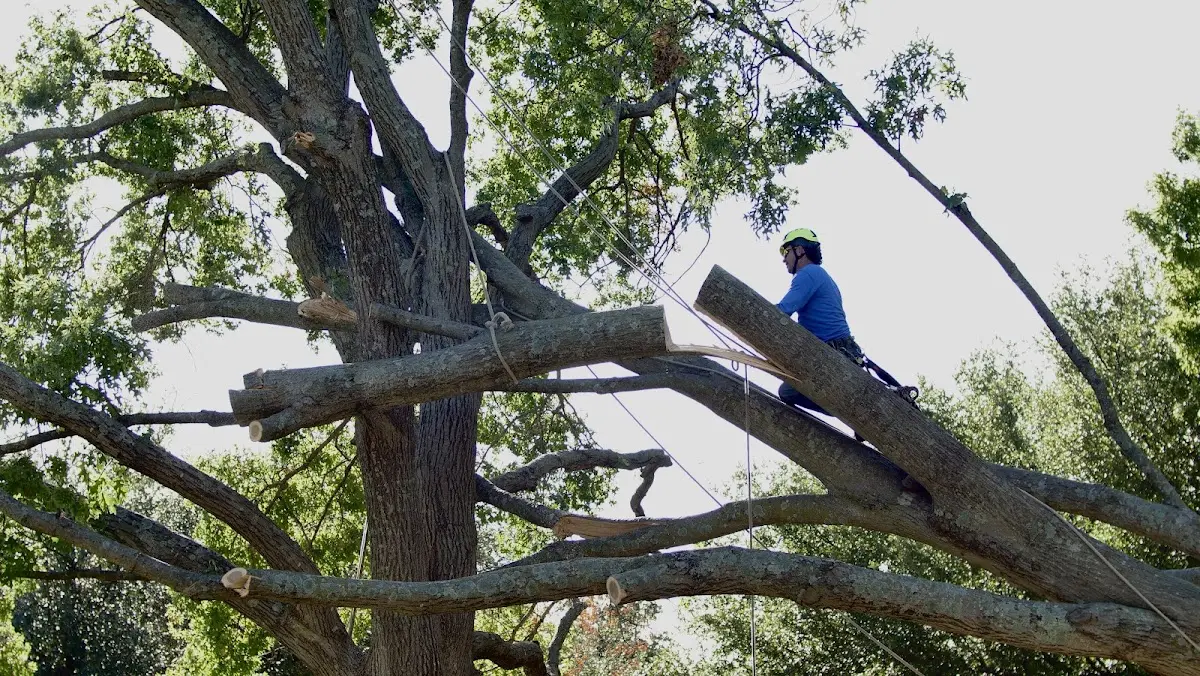 Professional Crown Thinning performed by certified arborists in Meansville