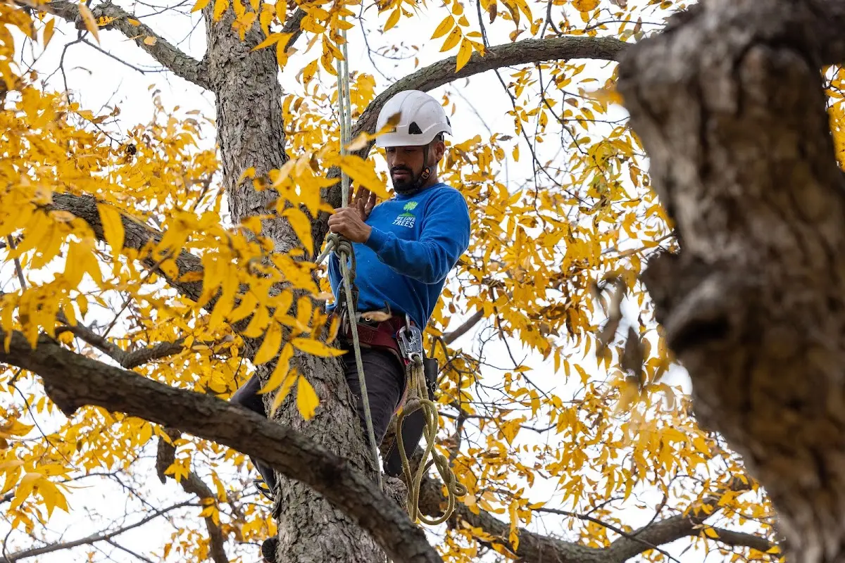 Skilled Tree Pruning crew working in Meansville