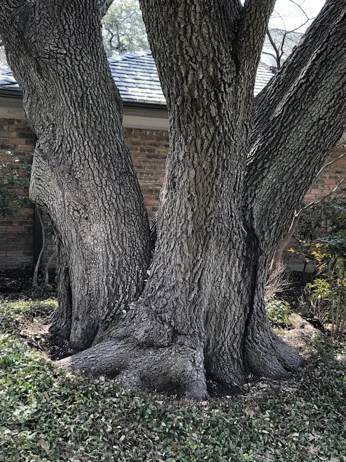 Mature heritage tree close to a Meansville property cared for by certified arborists